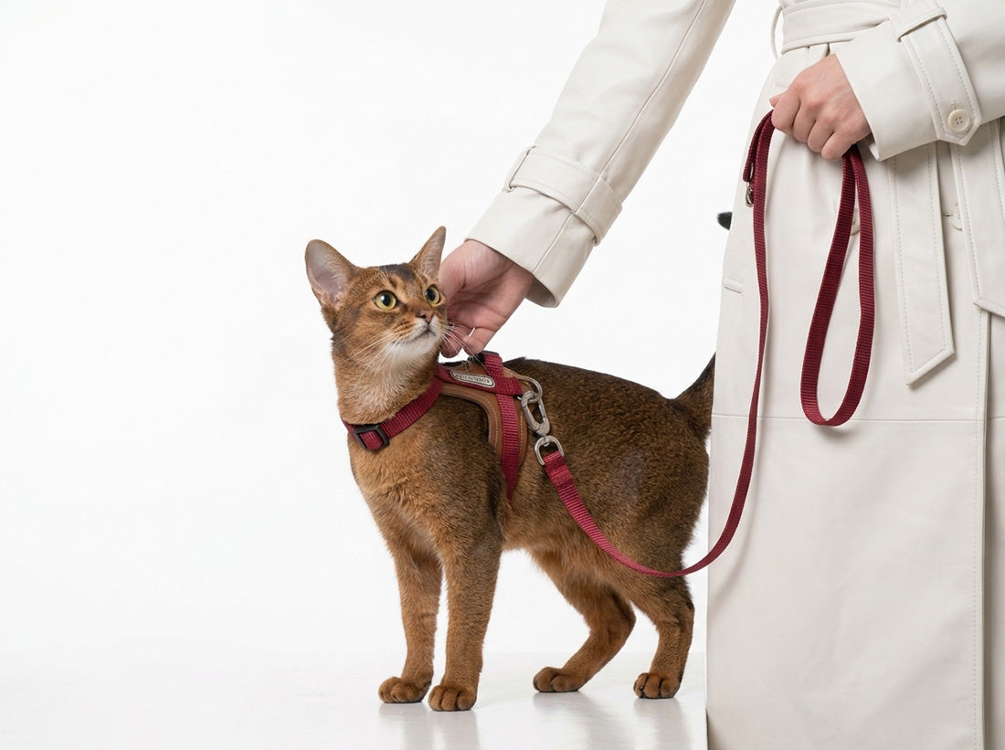Luxury cat harness and leash set in burgundy, premium outdoor adventure gear for cats - KinduShop